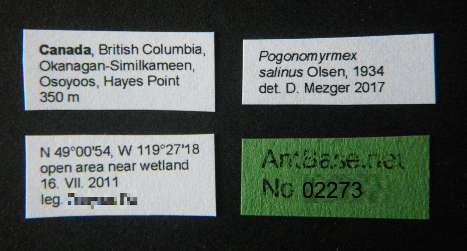 Pogonomyrmex salinus Olsen, 1984 Label