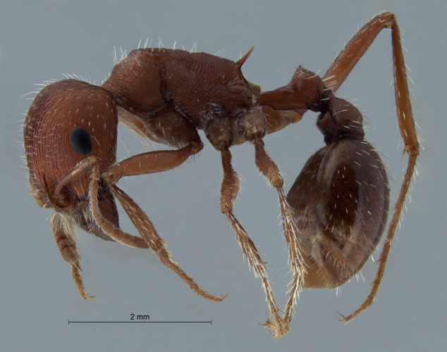 Pogonomyrmex salinus Olsen, 1984 lateral