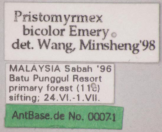 Pristomyrmex bicolor Emery, 1900 Label