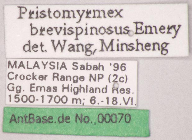Pristomyrmex brevispinosus Emery, 1887 Label