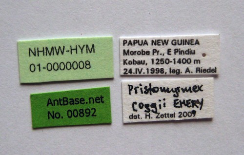 Pristomyrmex coggii Emery, 1897 Label