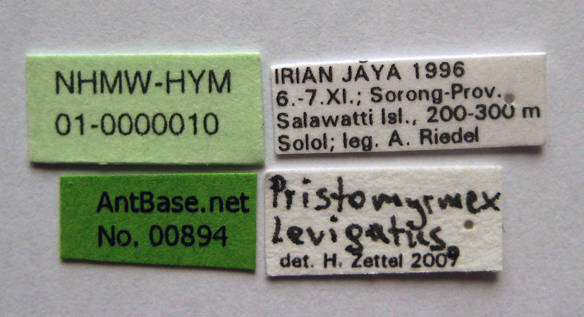 Foto Pristomyrmex levigatus Emery, 1897 Label