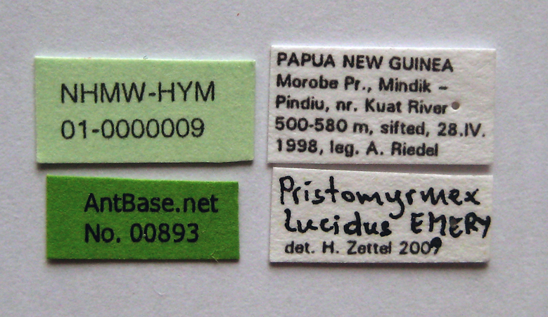 Foto Pristomyrmex lucidus Emery, 1897 Label