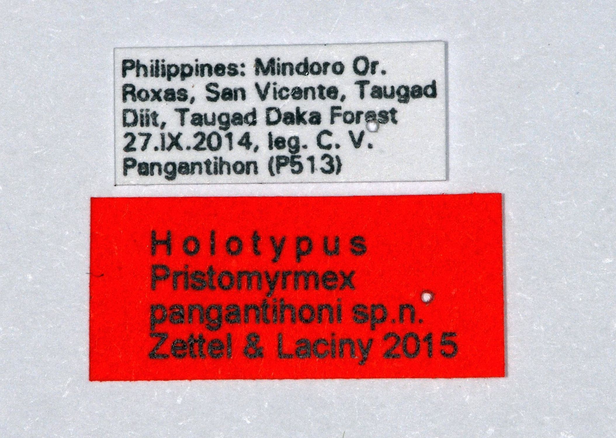 Foto Pristomyrmex pangantihoni Zettel & Laciny, 2015 Label
