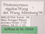 Pristomyrmex rigidus Wang, 2003 Label