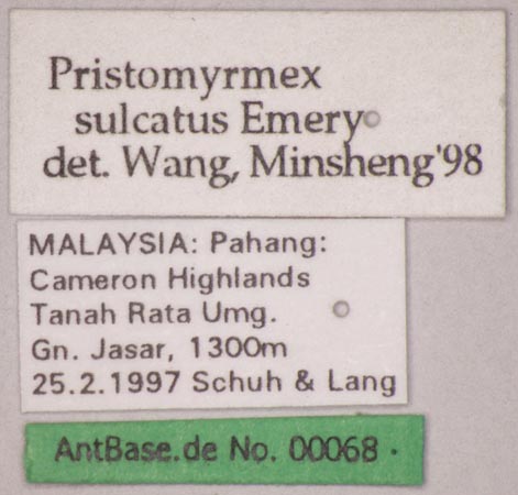 Foto Pristomyrmex sulcatus Emery, 1895 Label
