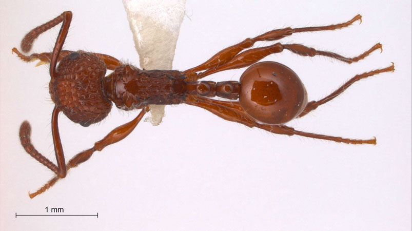 Pristomyrmex trachylissus Smith,1858 dorsal