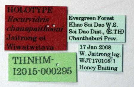 Recurvidris chanapaithooni Jaitrong & Wiwatwitaya, 2015 Label