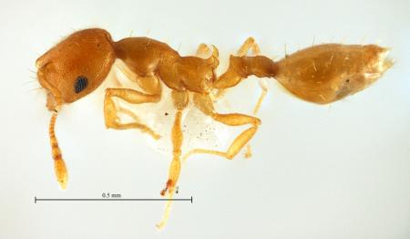 Recurvidris recurvispinosa Forel, 1890 lateral