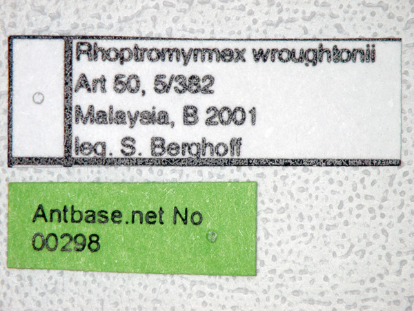 Foto Rhoptromyrmex wroughtonii Forel,1902 Label