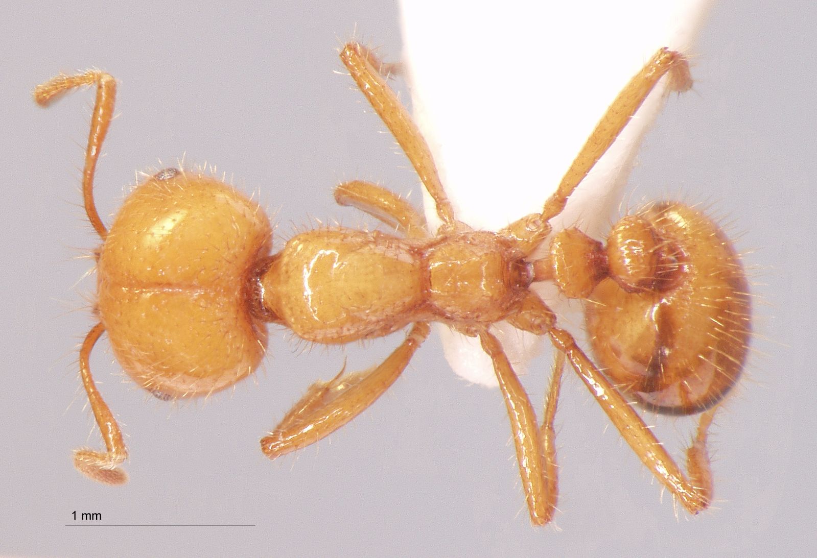 Foto Solenopsis geminata Fabricius, 1804 dorsal