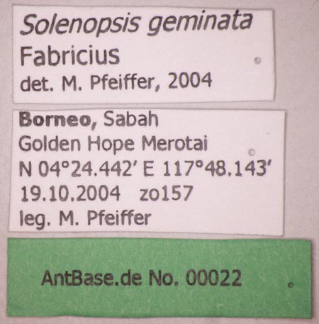 Foto Solenopsis geminata Fabricius, 1804 Label
