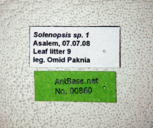 Foto Solenopsis sp.1 Label