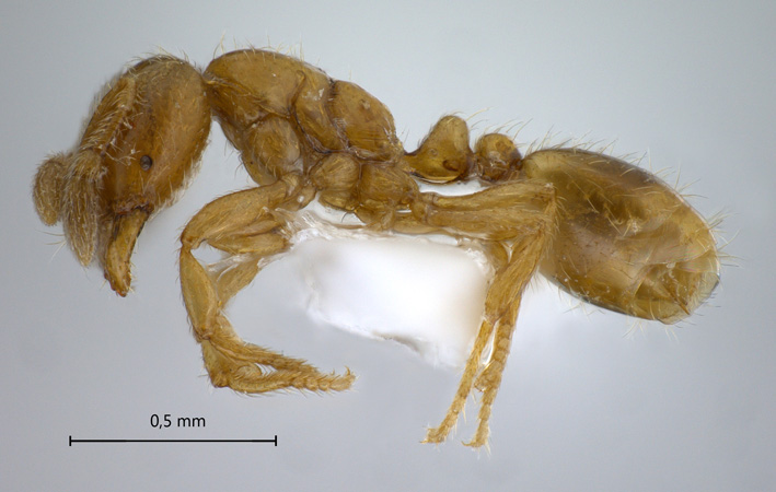 Solenopsis sp.1 lateral