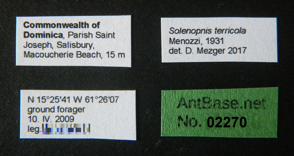 Solenopsis terricola Menozzi, 1931 Label