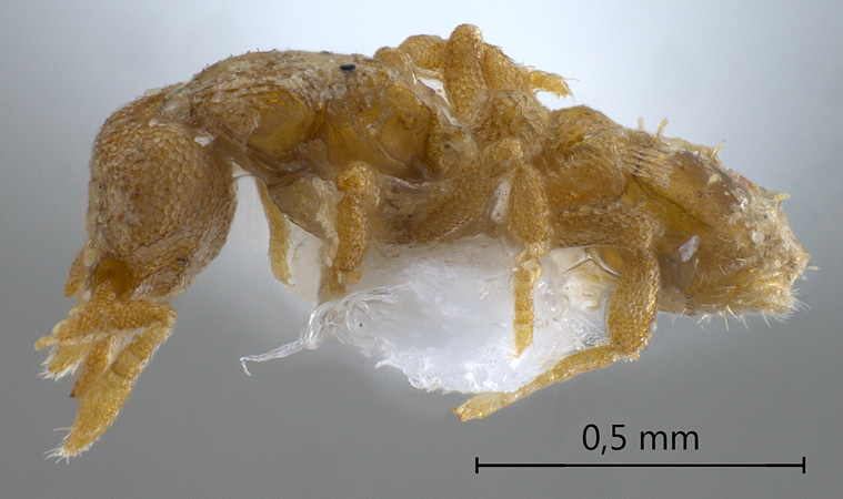 Strumigenys dyschima Bolton, 2000 lateral