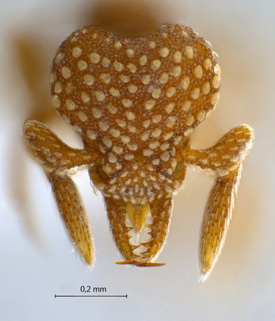 Strumigenys sp. frontal