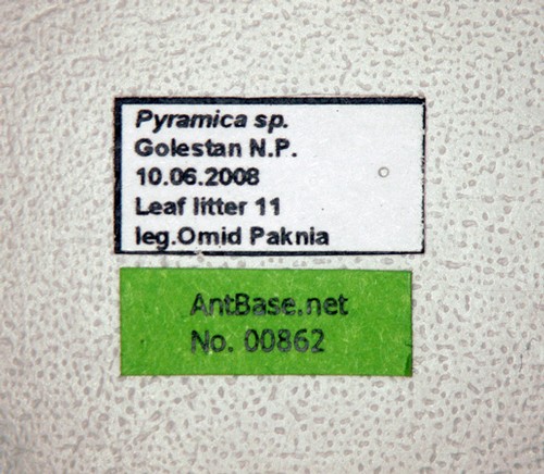 Strumigenys sp. Label