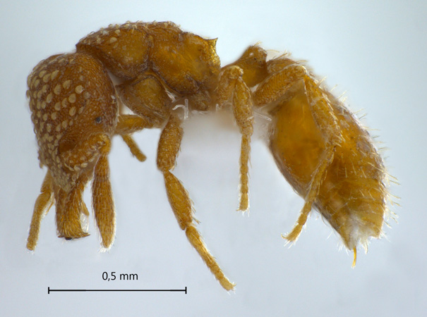 Strumigenys sp. lateral