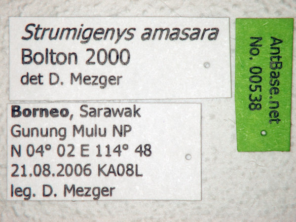 Foto Strumigenys amasara Bolton, 2000 Label