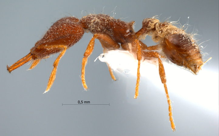 Strumigenys cygarix Bolton, 2000 lateral