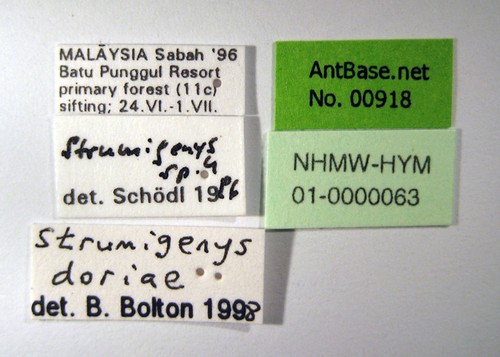 Strumigenys doriae Emery, 1887 Label