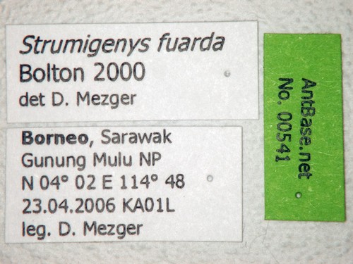 Strumigenys fuarda Bolton, 2000 Label