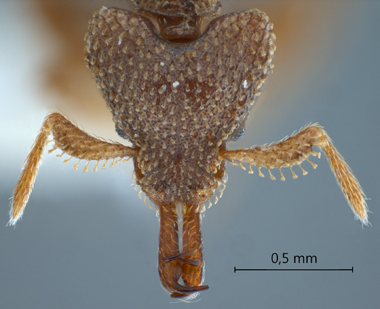 Strumigenys gnathosphax Bolton, 2000 frontal