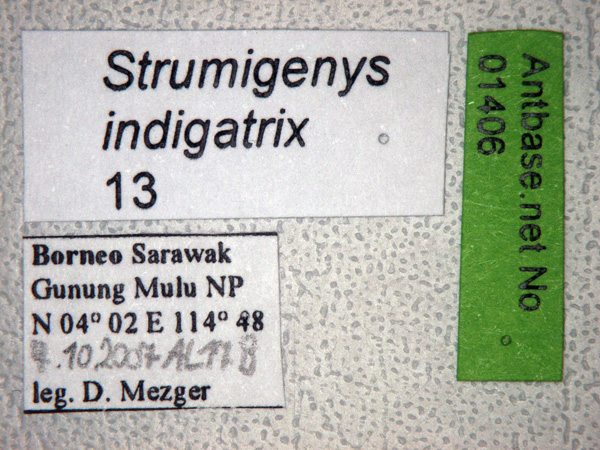 Foto Strumigenys indigatrix Wheeler,1919 Label
