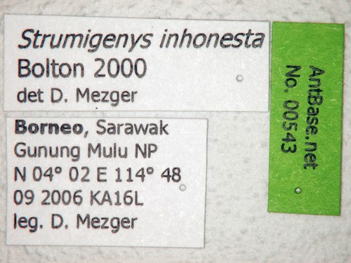 Strumigenys inhonesta Bolton, 2000 Label