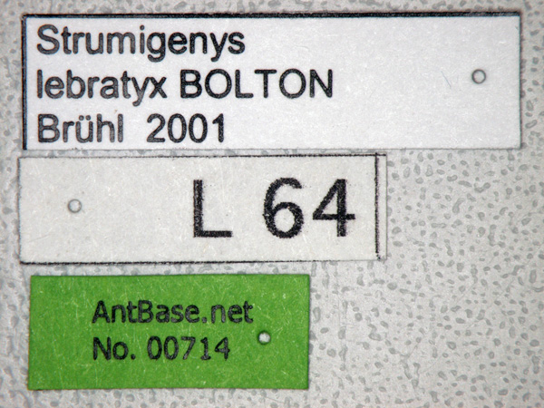 Foto Strumigenys lebratyx Bolton,2000 Label