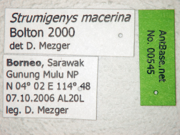 Foto Strumigenys macerina Bolton, 2000 Label