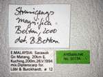 Strumigenys magnifica Bolton, 2000 Label
