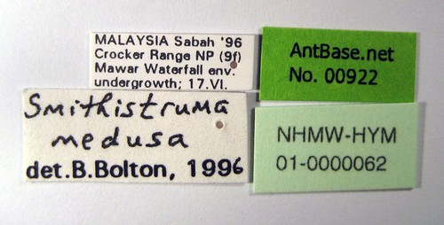 Strumigenys medusa Bolton, 2000 Label