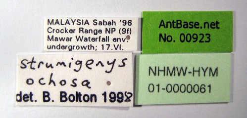Strumigenys ochosa Bolton, 2000 Label