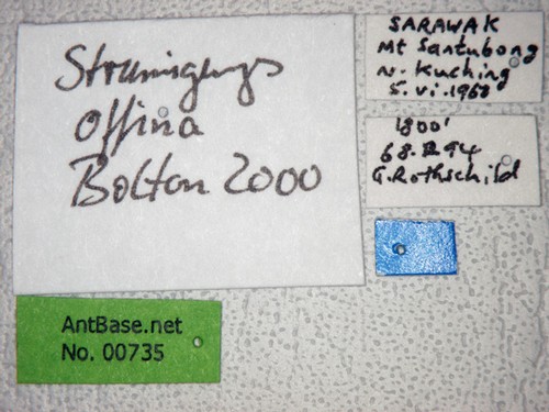 Strumigenys offina Bolton, 2000 Label