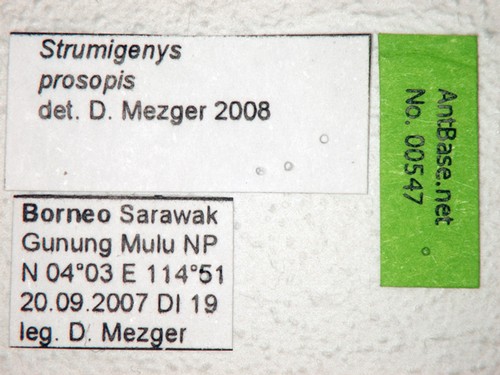 Strumigenys prosopis Bolton, 2000 Label
