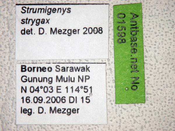 Foto Strumigenys strygax Bolton,2000 Label