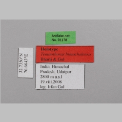 Temnothorax himachalensis Bharti & Gul, 2012 Label