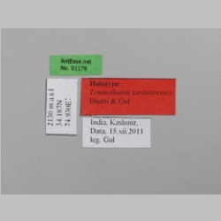 Temnothorax kashmirensis Bharti & Gul, 2012 Label