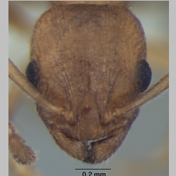 Temnothorax microreticulatus Bharti & Gul, 2012 frontal