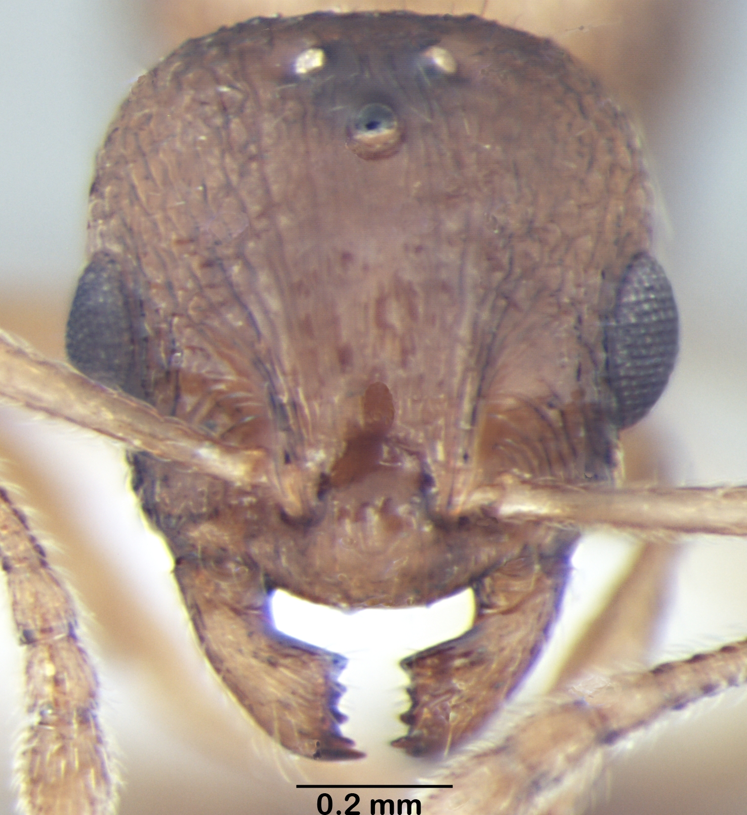 Foto Temnothorax microreticulatus Bharti & Gul, 2012 frontal