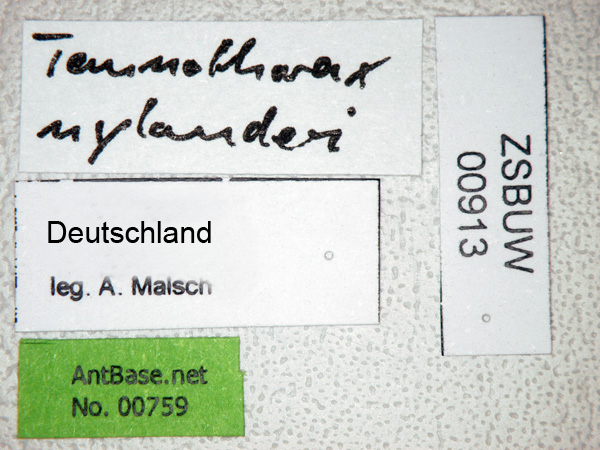 Foto Temnothorax nylanderi Frster, 1850 Label