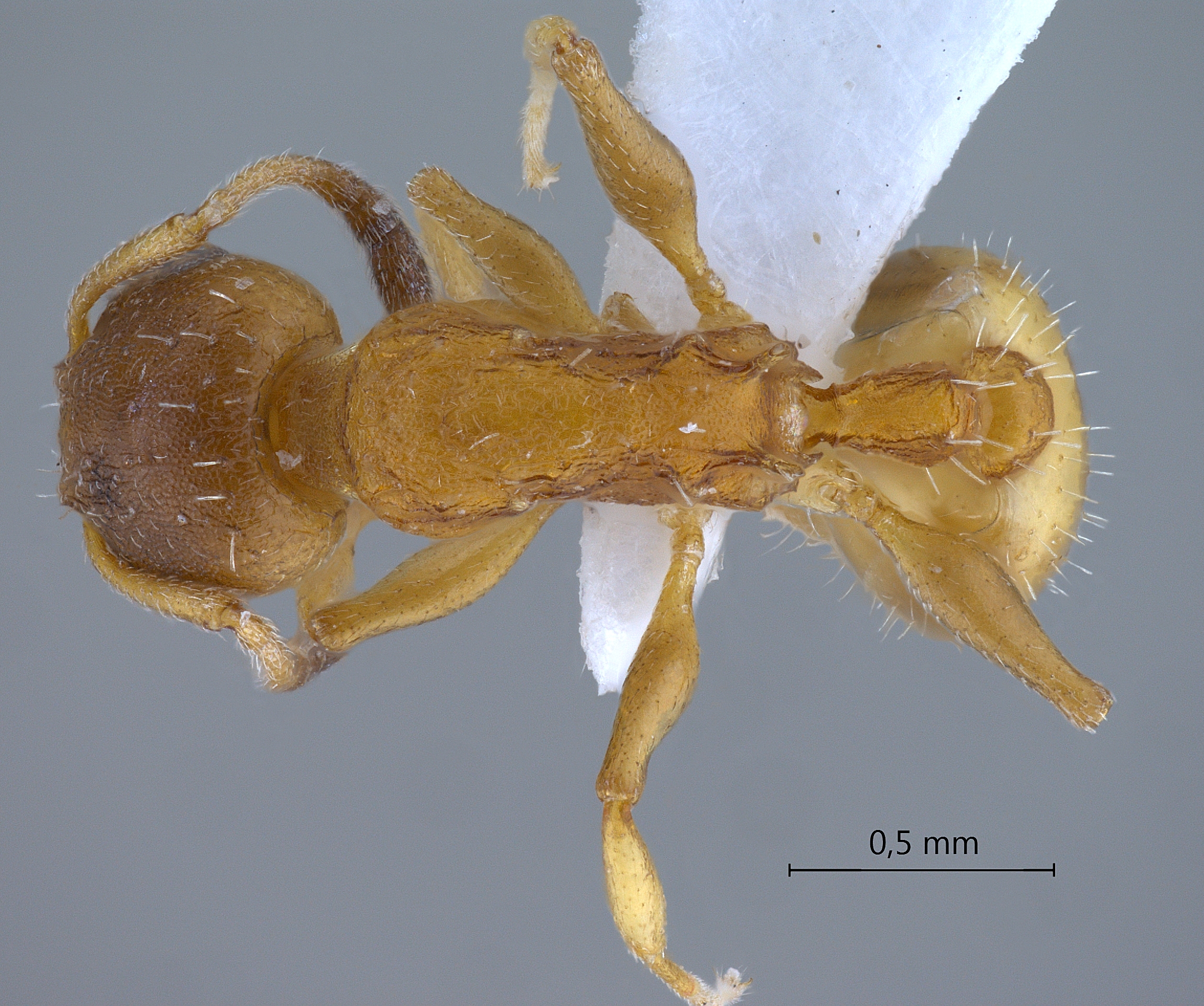 Foto Temnothorax unifasciatus Latreille, 1798 dorsal