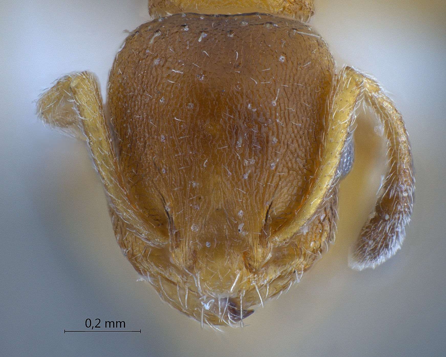 Foto Temnothorax unifasciatus Latreille, 1798 frontal
