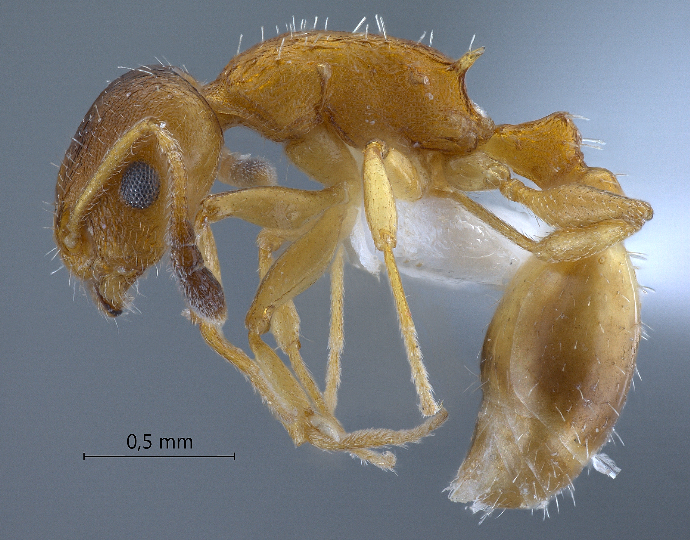 Foto Temnothorax unifasciatus Latreille, 1798 lateral