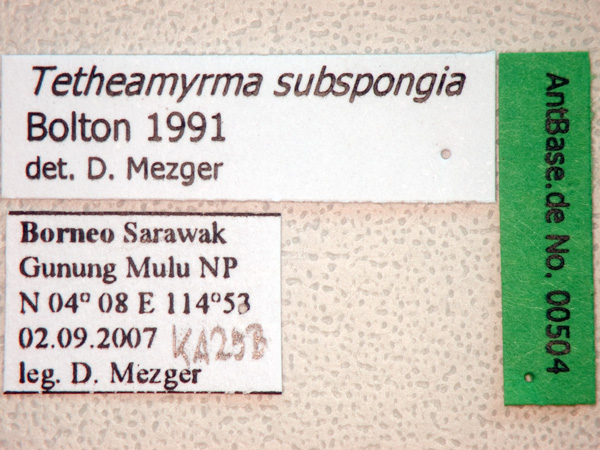 Foto Tetheamyrma subspongia Bolton, 1991 Label