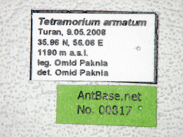 Foto Tetramorium armatum Santschi, 1927 Label
