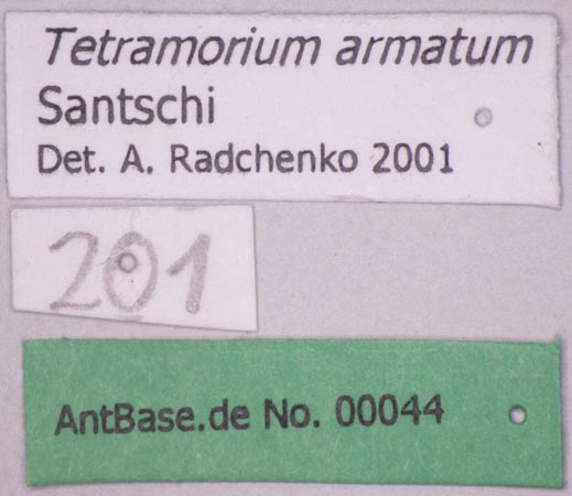 Tetramorium armatum Santschi, 1927 Label