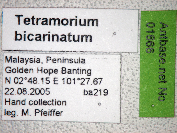 Foto Tetramorium bicarinatum Nylander,1846 Label